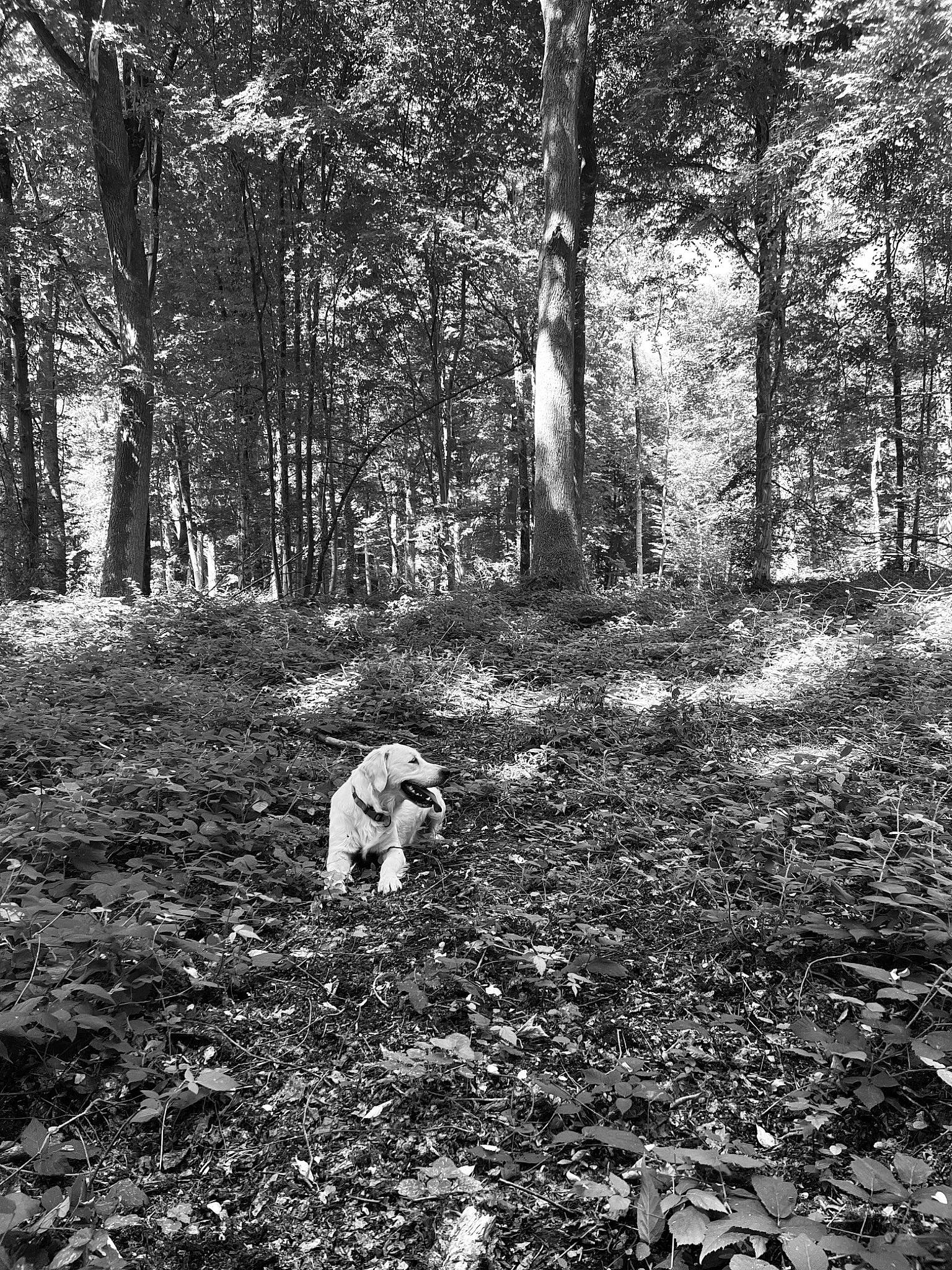 Kaïna participe au concours pour gagner de l'argent avec cette photo : black_and_white, branch, carnivore, deciduous, dog, fawn, forest, grass, monochrome, monochrome_photography, natural_environment, natural_landscape, people_in_nature, plant, sunlight, terrestrial_plant, tints_and_shades, tree, trunk, wood