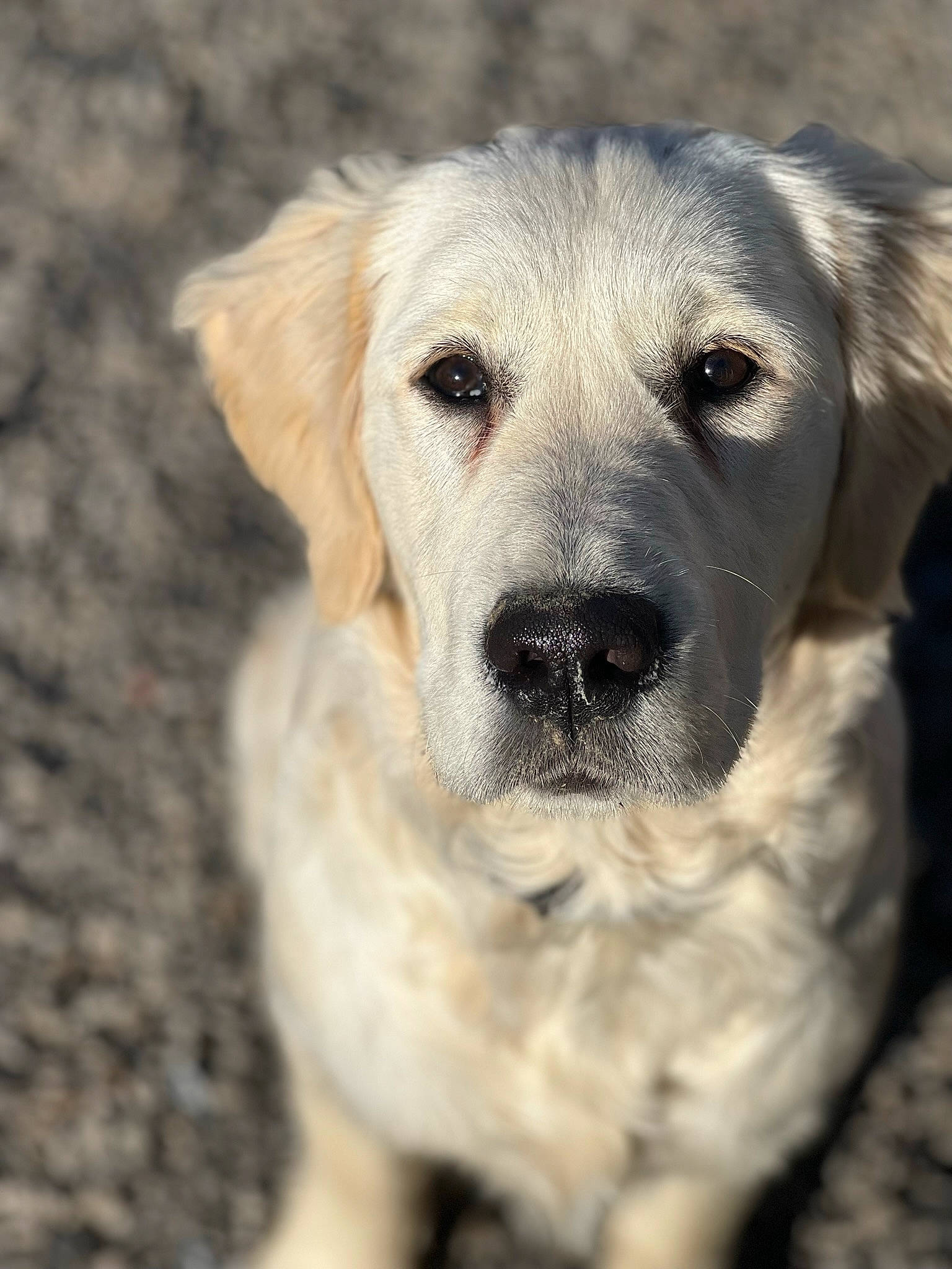 Kaïna participe au concours pour gagner de l'argent avec cette photo : canidae, carnivore, companion_dog, dog, dog_breed, fawn, fur, labrador_retriever, puppy, snout, sporting_group, terrestrial_animal, whiskers, wildlife