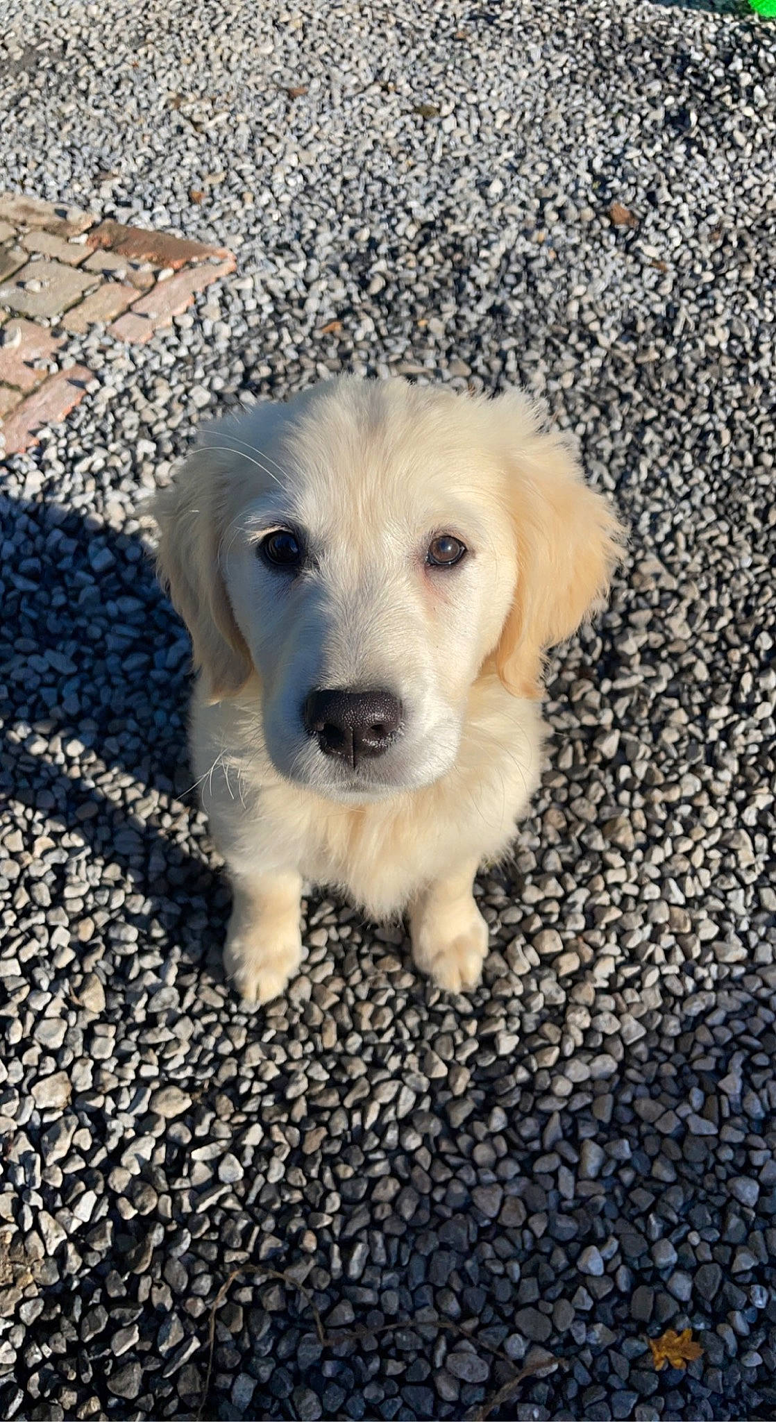 Kaïna participe au concours pour gagner de l'argent avec cette photo : asphalt, canidae, carnivore, companion_dog, dog, dog_breed, eye, fawn, flooring, fur, grass, pet_supply, plant, road_surface, sky, snout, soil, sporting_group, whiskers, wildlife