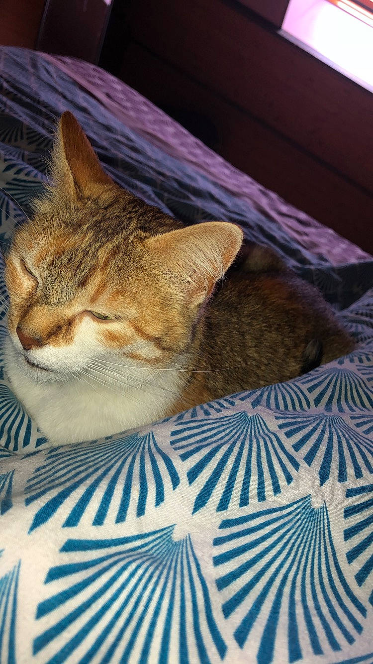 Bambie participe au concours pour gagner de l'argent avec cette photo : carnivore, cat, claw, comfort, domestic_short_haired_cat, fawn, felidae, fur, grass, linens, mammal, paw, sitting, small_to_medium_sized_cats, snout, tail, terrestrial_animal, tree, whiskers, wood