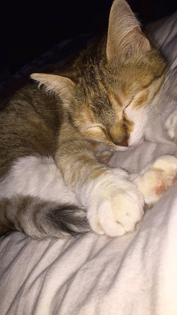 Bambie participe au concours pour gagner de l'argent avec cette photo : carnivore, cat, cat_supply, claw, comfort, domestic_short_haired_cat, fawn, felidae, fur, gesture, nap, paw, sitting, sleep, small_to_medium_sized_cats, snout, tail, whiskers, wildlife, wood