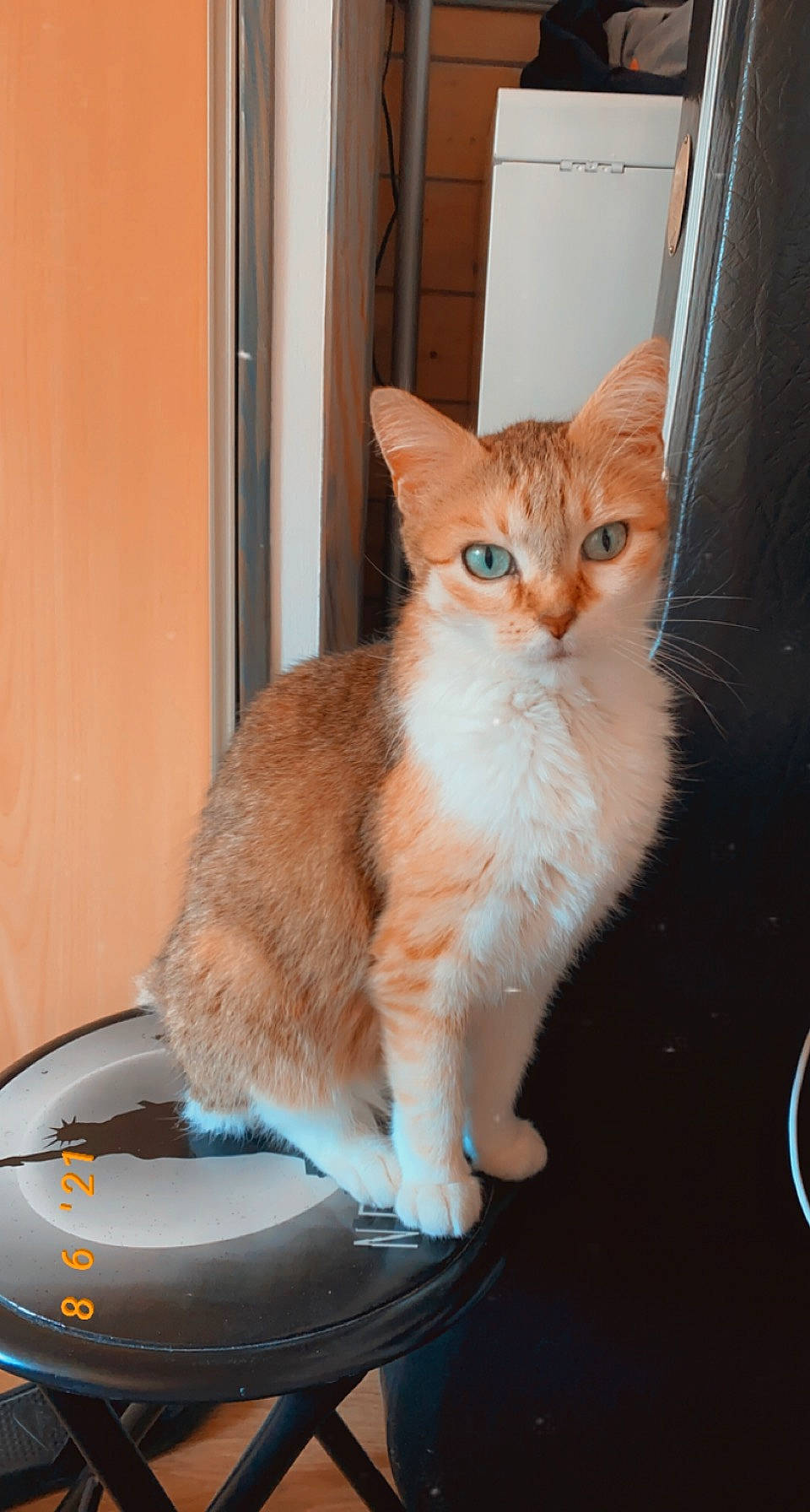 Bambie participe au concours pour gagner de l'argent avec cette photo : audio_equipment, carnivore, cat, cat_supply, claw, domestic_short_haired_cat, fawn, felidae, fur, home_appliance, output_device, paw, scale, sitting, small_to_medium_sized_cats, snout, tail, whiskers, window, wood