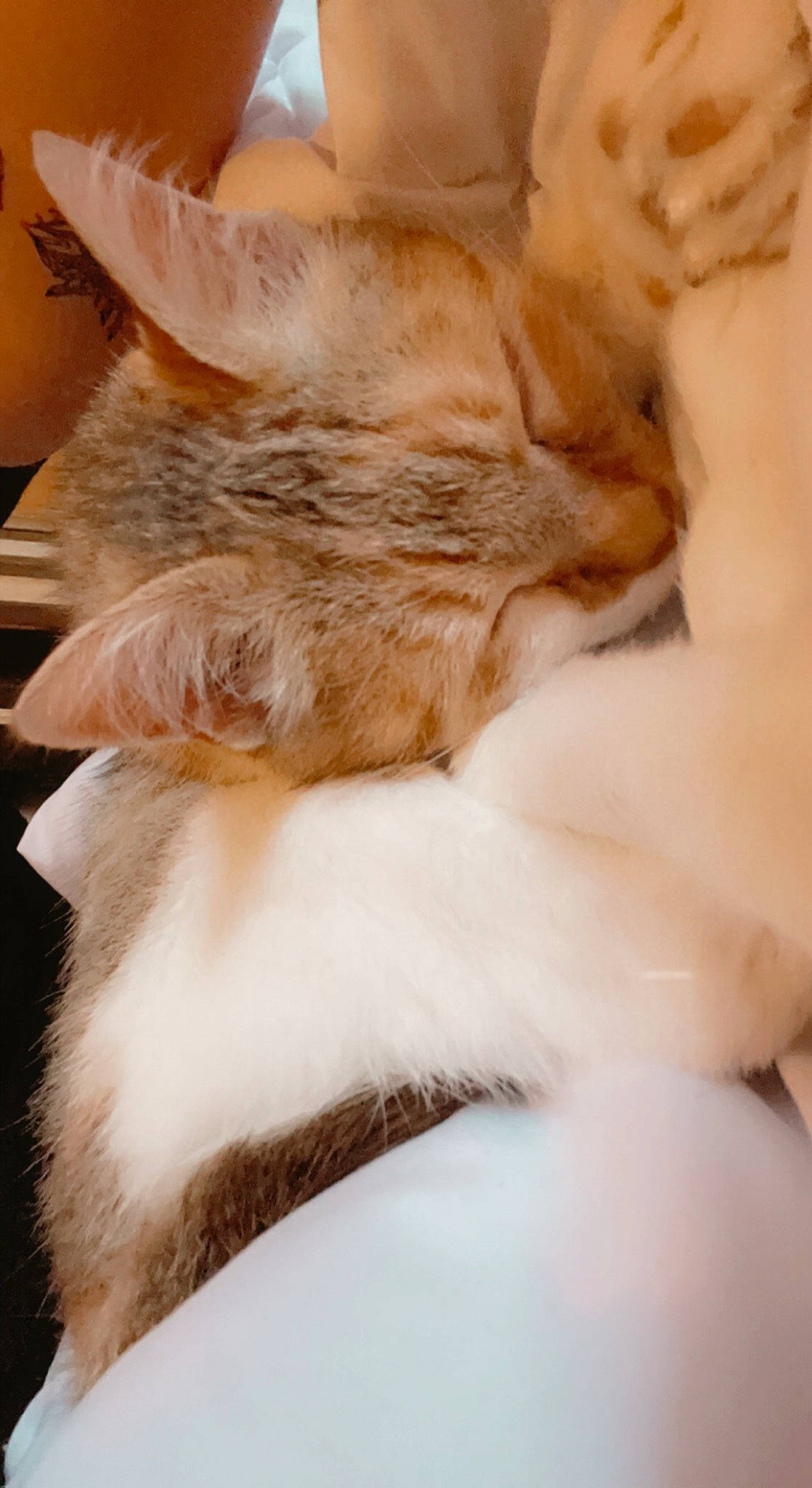 Bambie a rejoint le concours — aidez-le/la à gagner de superbes lots ! bed, carnivore, cat, claw, comfort, domestic_short_haired_cat, ear, fawn, felidae, fur, gesture, human_leg, linens, nap, paw, small_to_medium_sized_cats, snout, tail, whiskers, wood