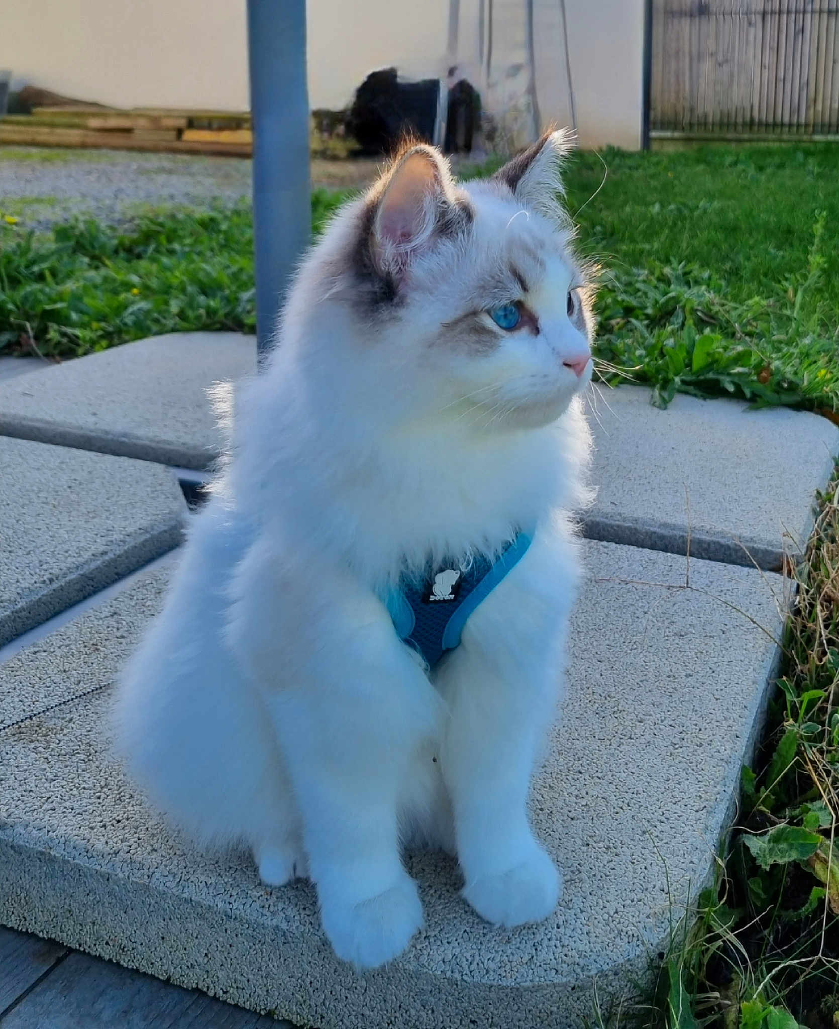 Milo