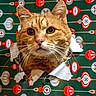Miley joined the competition — help win amazing prizes! cat, orange_tabby, head, face, whiskers, wrapping_paper, hole, curious, close_up, indoor, festive, pattern, red, green, white, cute, pet, animal, portrait, fur