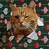 Miley is registered to the contest to win money with this photo: cat, orange_tabby, winking, face, whiskers, wrapping_paper, hole, festive, pattern, red, white, green, cute, pet, animal, closeup, portrait, playful, holiday, background