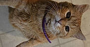 Miley joined the competition — help win amazing prizes! cat, orange_tabby, pet, collar, purple_collar, whiskers, curious, indoor, floor_tiles, feline, animal, close_up, portrait, looking_up, fur, domestic_cat, cute, pet_accessory, mammal, small_animal
