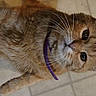 cat, orange_tabby, pet, collar, purple_collar, whiskers, curious, indoor, floor_tiles, feline, animal, close_up, portrait, looking_up, fur, domestic_cat, cute, pet_accessory, mammal, small_animal