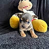 Loup participe au concours pour gagner de l'argent avec cette photo : puppy, dog, plush_toy, mickey_mouse, stuffed_animal, black_blanket, soft_texture, cute, small, animal, pet, indoor, closeup, laying_down, toy, background, front_view, brown_puppy, black_puppy, yellow_toy