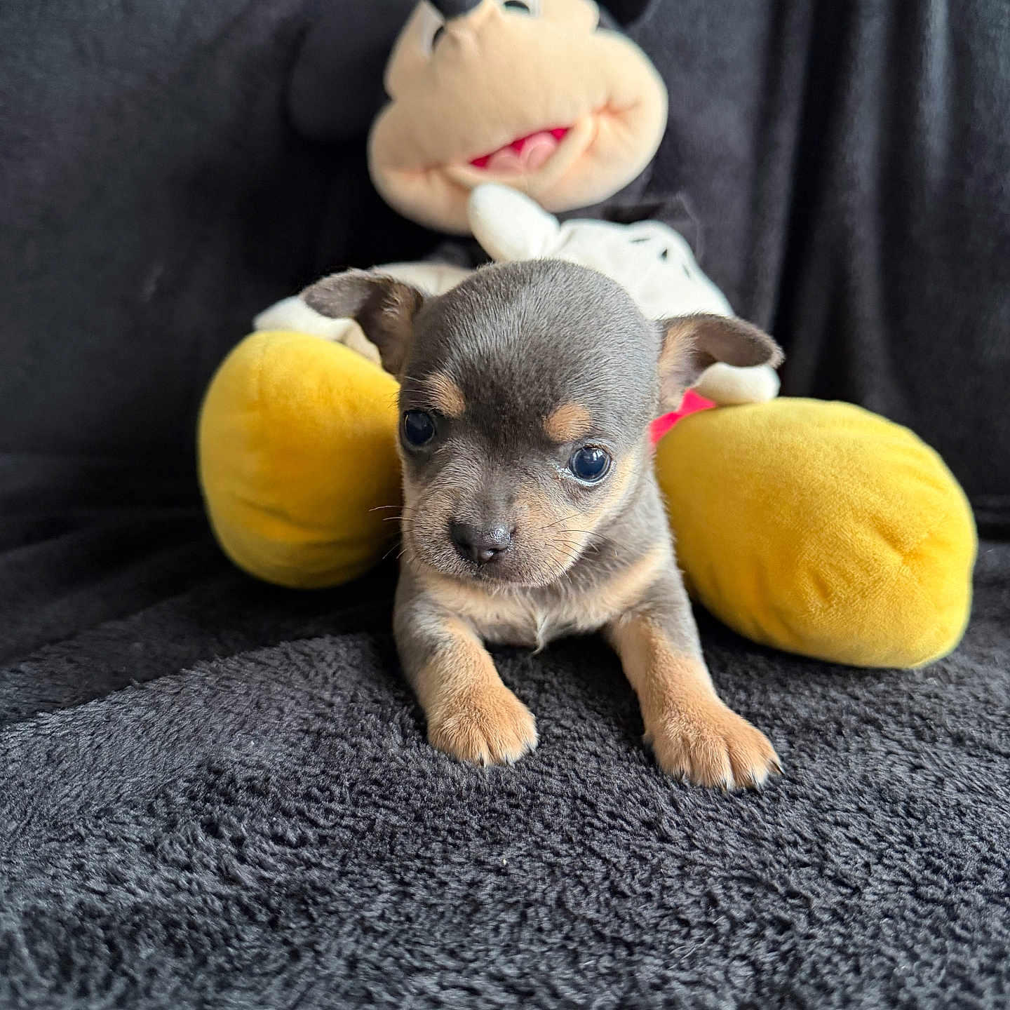 Loup participe au concours pour gagner de l'argent avec cette photo : puppy, dog, plush_toy, mickey_mouse, stuffed_animal, black_blanket, soft_texture, cute, small, animal, pet, indoor, closeup, laying_down, toy, background, front_view, brown_puppy, black_puppy, yellow_toy