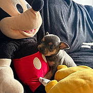 Loup a rejoint le concours — aidez-le/la à gagner de superbes lots ! puppy, dog, plush_toy, mickey_mouse, stuffed_animal, black_couch, soft_texture, cute, small_dog, indoors, pet, snuggling, toy, fabric, animal, closeup, cozy, companion, playful, resting