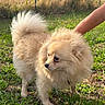 animal, canine, companion, cream_color, curious, cute, dog, fluffy, fur, grass, greenery, holding, nature, outdoor, person_arm, pet, pomeranian, portrait, small_dog, sunlight