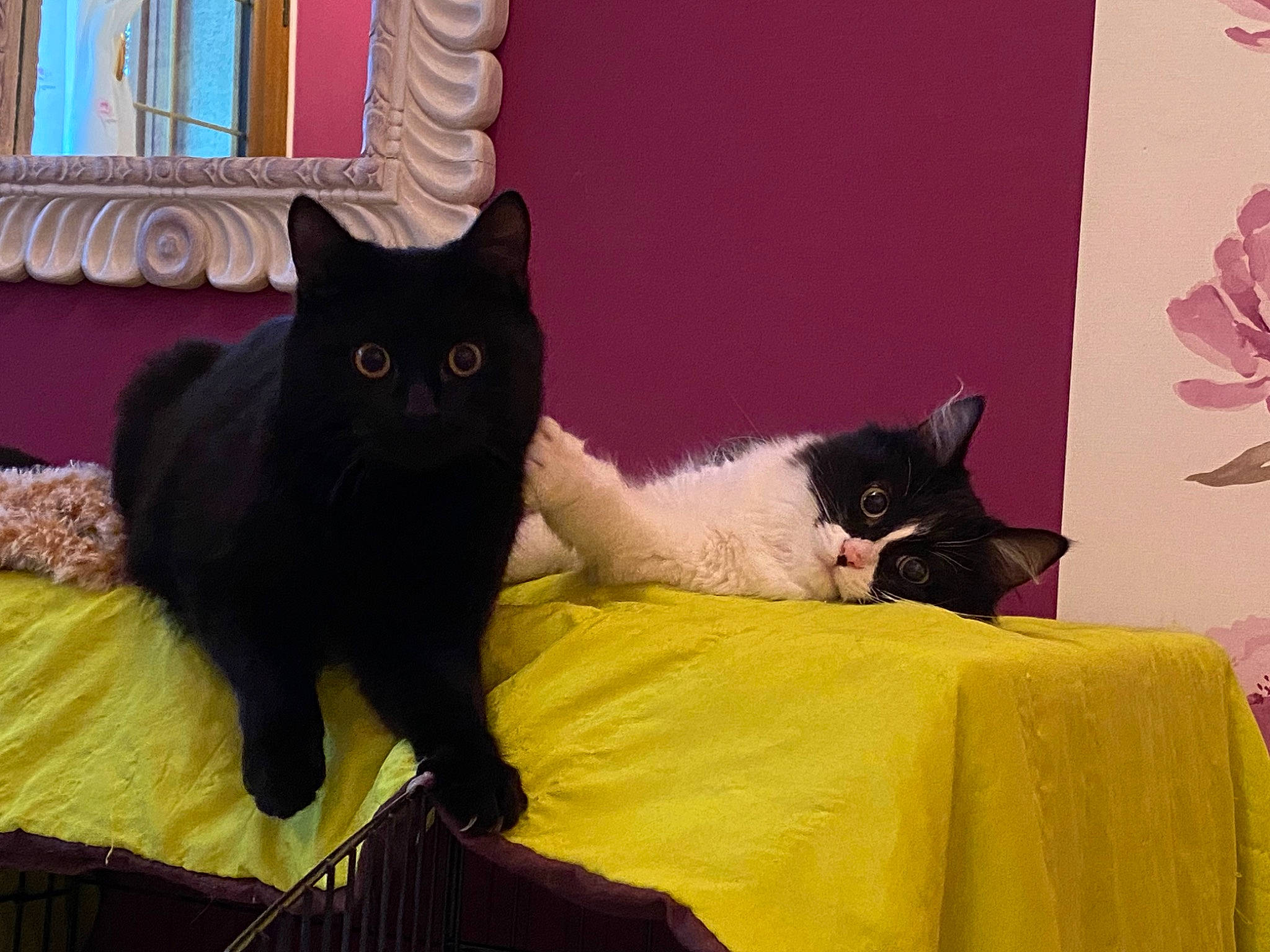 Mojo participe au concours pour gagner de l'argent avec cette photo : bed, black_cat, bombay, carnivore, cat, comfort, domestic_short_haired_cat, felidae, fur, grey, linens, mammal, plant, purple, room, small_to_medium_sized_cats, tail, vertebrate, whiskers, window
