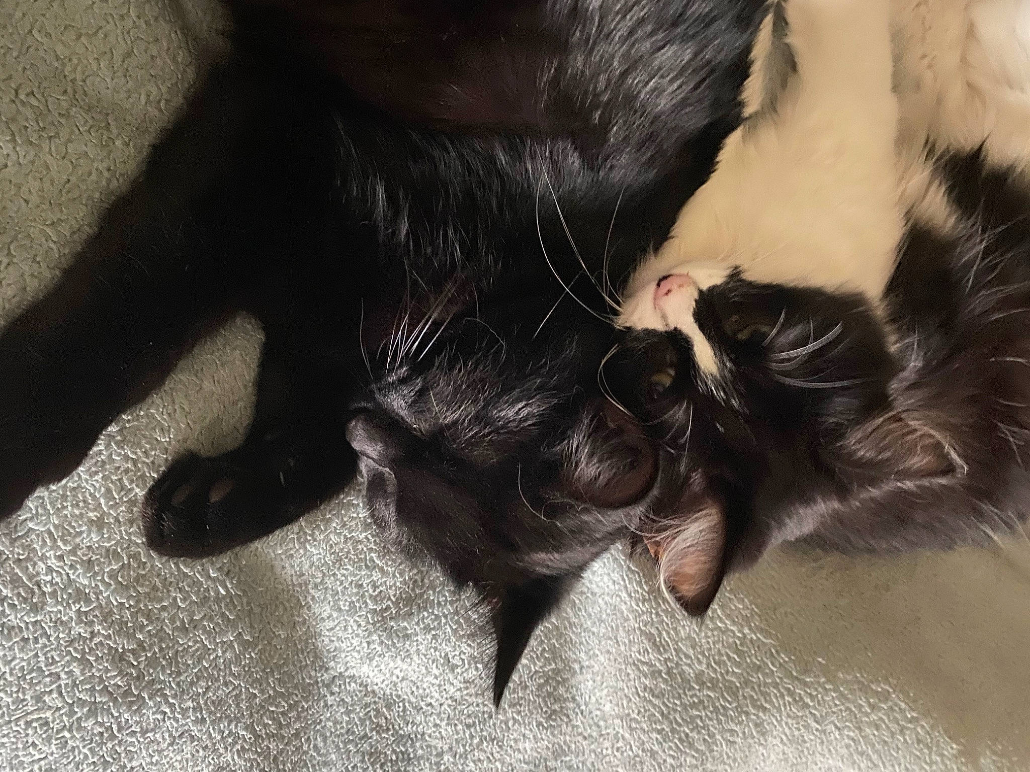 Mojo a rejoint le concours — aidez-le/la à gagner de superbes lots ! canidae, carnivore, cat, claw, comfort, dog_breed, ear, felidae, foot, fur, gesture, human_leg, liver, paw, small_to_medium_sized_cats, snout, sporting_group, tail, tints_and_shades, whiskers