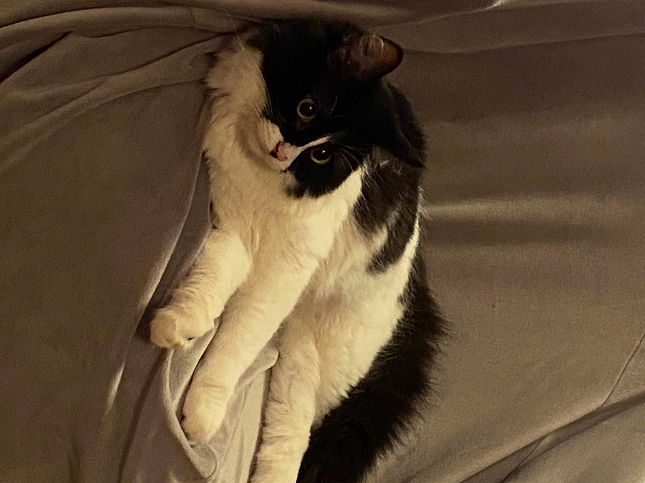 Mojo a rejoint le concours — aidez-le/la à gagner de superbes lots ! carnivore, cat, claw, comfort, domestic_short_haired_cat, eye, felidae, fur, gesture, grey, human_body, human_leg, monochrome_photography, paw, small_to_medium_sized_cats, snout, tail, tints_and_shades, tree, whiskers