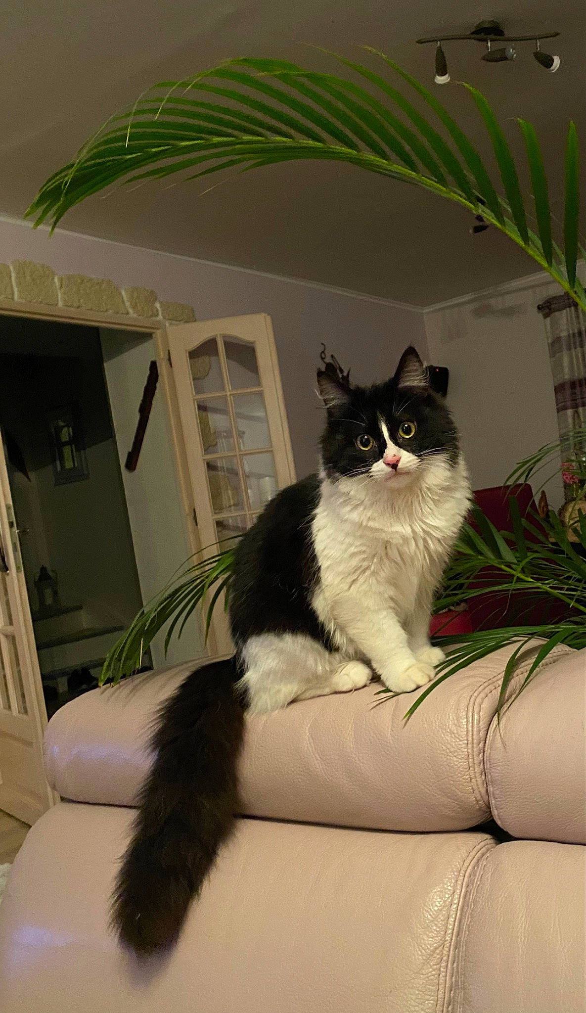 Mojo