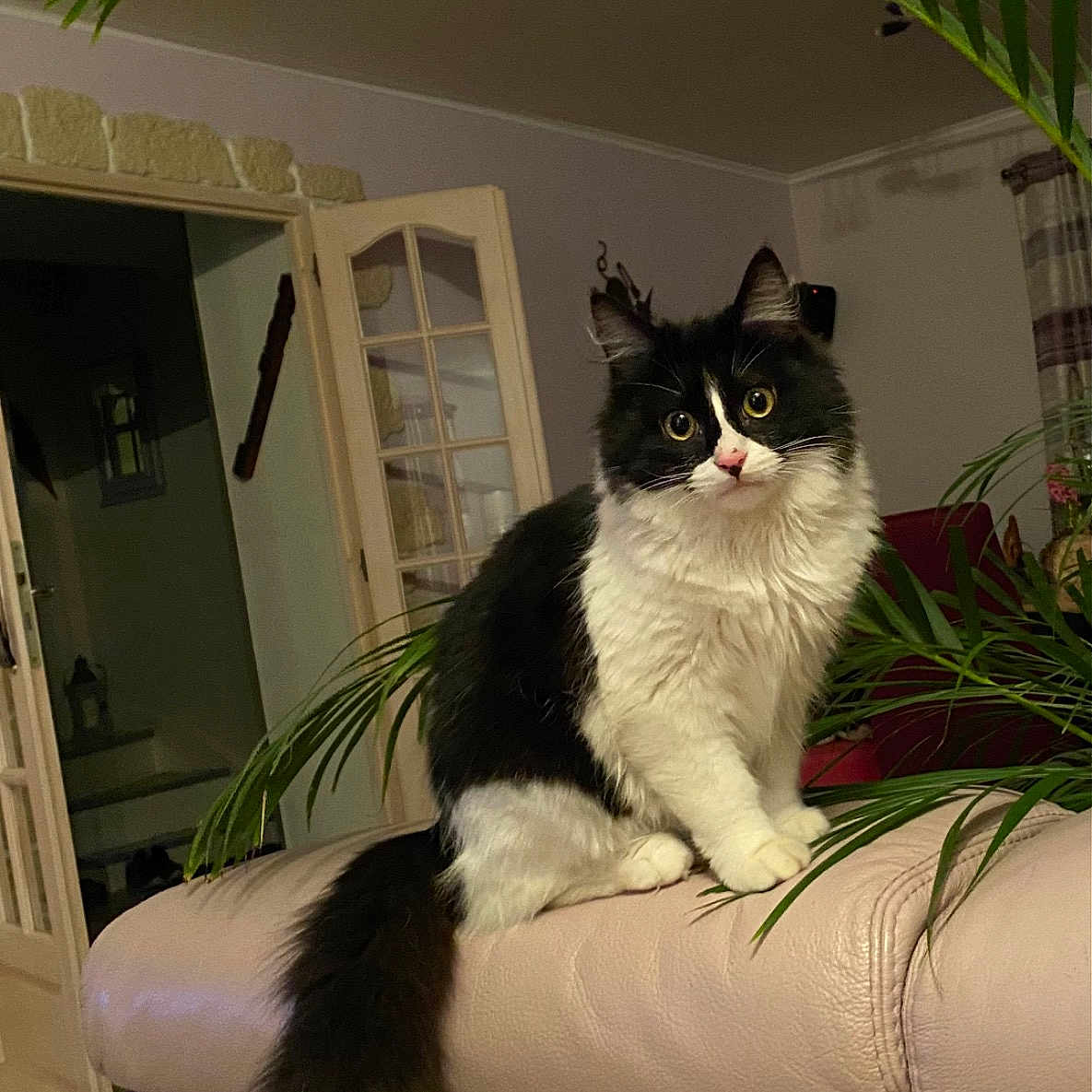 Mojo