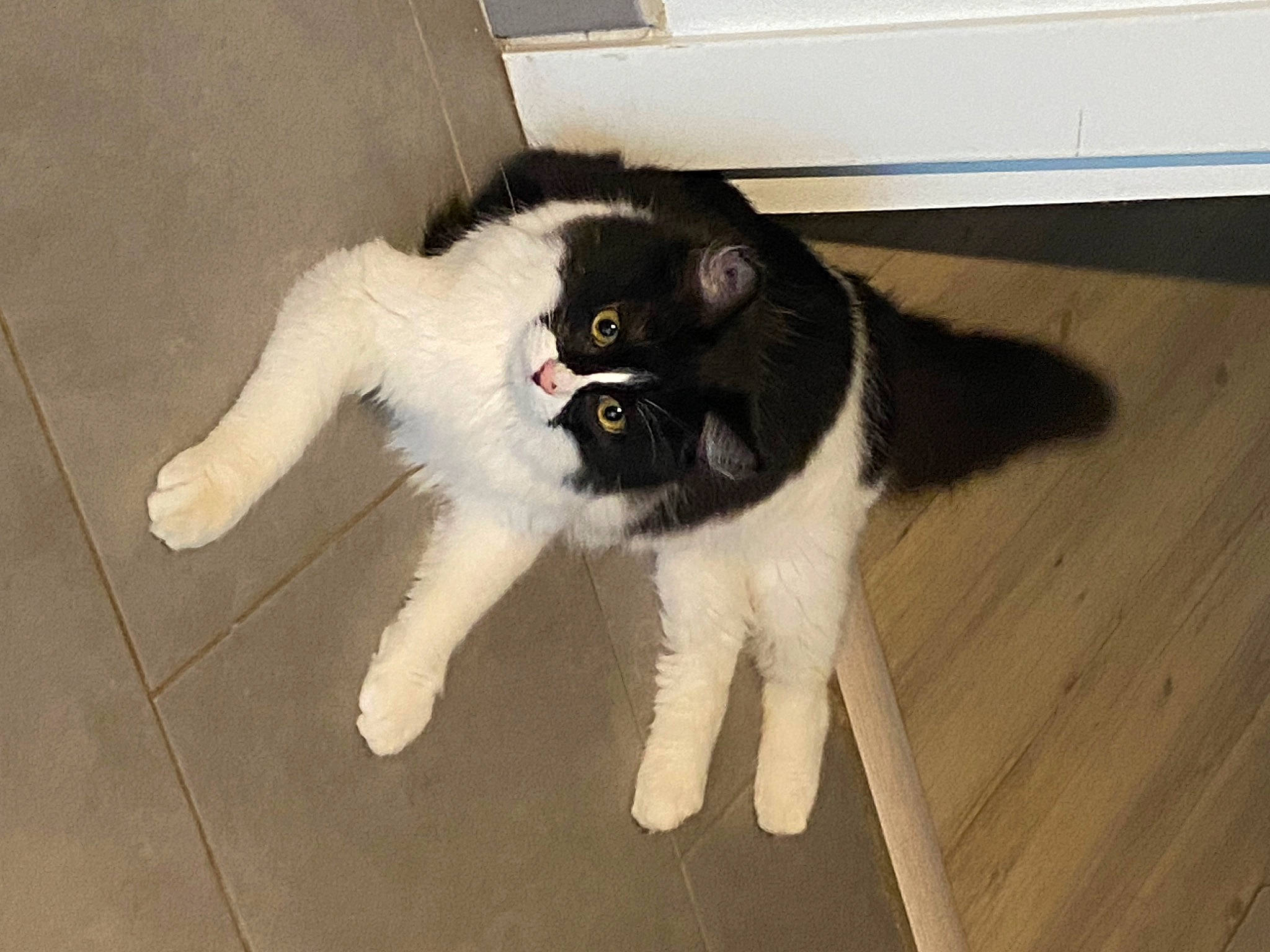 Mojo a rejoint le concours — aidez-le/la à gagner de superbes lots ! canidae, carnivore, cat, claw, companion_dog, dog_breed, domestic_short_haired_cat, felidae, flooring, fur, hardwood, paw, porch, small_to_medium_sized_cats, snout, sporting_group, tail, whiskers, wood, wood_flooring
