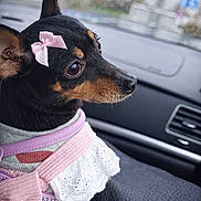 Lola a rejoint le concours — aidez-le/la à gagner de superbes lots ! big_eyes, black_coat, bow, brown_markings, car_interior, chihuahua, close_up, cute, dashboard, dog, harness, lace, leather_seat, pet_clothing, pink_bow, portrait, raindrops, rainy_window, side_profile, small_dog