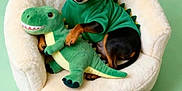 Lola a rejoint le concours — aidez-le/la à gagner de superbes lots ! adorable, chair, costume, cozy, dinosaur_costume, dog, green, miniature_pinscher, pastel_background, pet, pet_bed, plush_toy, portrait, puppy, sitting, small_dog, studio_shot, stuffed_animal, toy_dinosaur, unicorn_horn