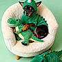 adorable, chair, costume, cozy, dinosaur_costume, dog, green, miniature_pinscher, pastel_background, pet, pet_bed, plush_toy, portrait, puppy, sitting, small_dog, studio_shot, stuffed_animal, toy_dinosaur, unicorn_horn