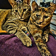 D-Va joined the competition — help win amazing prizes! animal, blanket, cat, claws, companion, cozy, cute, ears, eyes, feline, fur, indoor, pets, purple, relaxed, resting, sitting, tabby_cat, tortoiseshell_cat, whiskers
