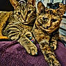 animal, blanket, cat, claws, companion, cozy, cute, ears, eyes, feline, fur, indoor, pets, purple, relaxed, resting, sitting, tabby_cat, tortoiseshell_cat, whiskers