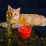 cat, orange_cat, feline, pet, animal, table, candle, candle_holder, marble_table, indoor, furniture, relaxed, curious, fluffy, domestic_animal, closeup, home, cozy, resting, looking