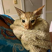 Foxx is registered to the contest to win money with this photo: cat, wet, towel, indoor, ears, wide_eyes, animal, pet, fur, close_up, expression, wrapped, snug, curious, beige, texture, domestic, cute, mammal, holding