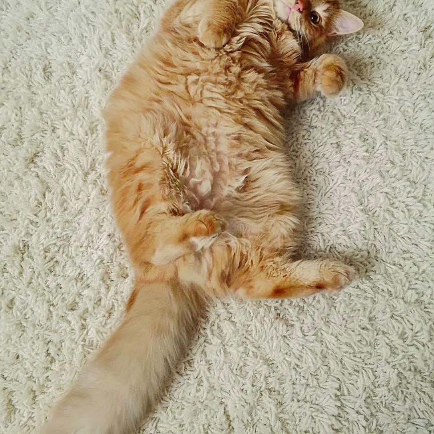 Foxx is registered to the contest to win money with this photo: animal, carpet, cat, cozy, cute, domestic_cat, feline, fluffy, fur, indoor, lying_down, orange_tabby, paws, pet, playful, relaxed, resting, soft_texture, tail, whiskers