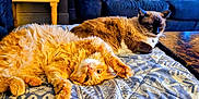 Foxx joined the competition — help win amazing prizes! cat, ginger_cat, siamese_cat, pets, indoor, quilt, patterned_bedspread, living_room, furniture, sofa, table, relaxing, sleeping, stretching, fur, whiskers, domestic_animal, cute, cozy, resting