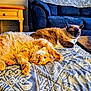 cat, ginger_cat, siamese_cat, pets, indoor, quilt, patterned_bedspread, living_room, furniture, sofa, table, relaxing, sleeping, stretching, fur, whiskers, domestic_animal, cute, cozy, resting