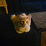 cat, orange_cat, fluffy, pet, indoor, couch, furniture, table, marble, wooden_floor, curious, animal, domestic_cat, sitting, resting, home, cozy, dim_light, feline, cute