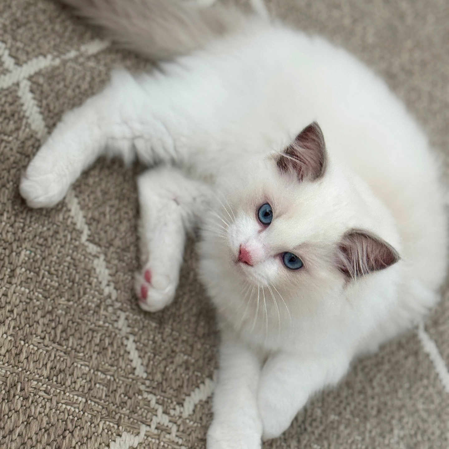 Yuji a rejoint le concours — aidez-le/la à gagner de superbes lots ! abyssinian, angora, animal, cat, kitten, manx, person, pet, siamese, sleeping, white