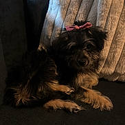 Zoe Sage is registered to the contest to win money with this photo: dog, puppy, small_dog, scruffy_fur, black_fur, brown_fur, pink_bow, pet, animal, canine, couch, blanket, indoor, home, portrait, sitting, lying_down, adorable, dark_lighting, relaxed