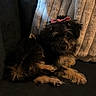 dog, puppy, small_dog, scruffy_fur, black_fur, brown_fur, pink_bow, pet, animal, canine, couch, blanket, indoor, home, portrait, sitting, lying_down, adorable, dark_lighting, relaxed