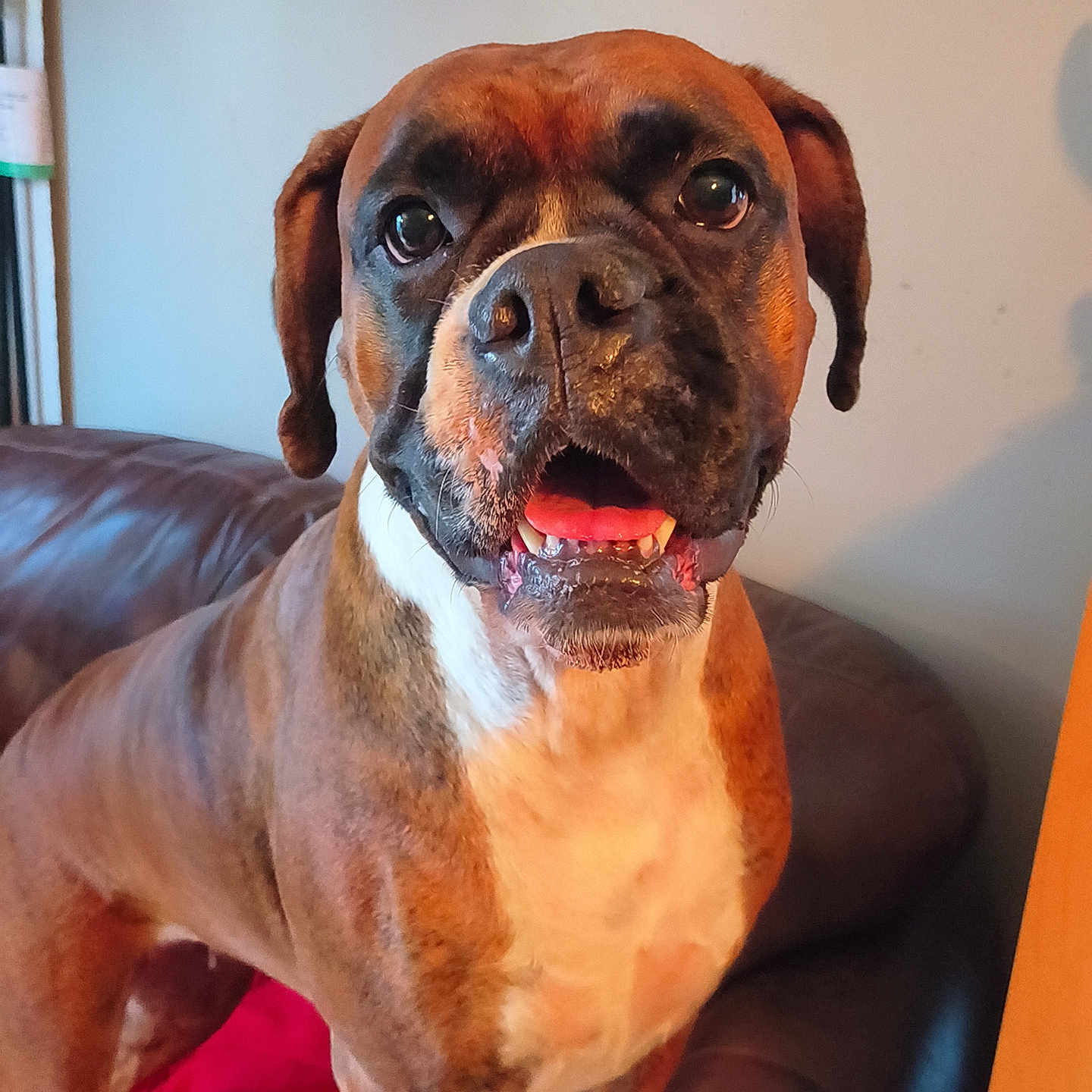 Kona is registered to the contest to win money with this photo: dog, boxer, pet, animal, portrait, close_up, sitting, couch, indoors, home, brown_fur, short_hair, floppy_ears, dark_muzzle, white_chest, open_mouth, panting, happy, looking_at_camera, companion