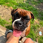 Kona joined the competition — help win amazing prizes! dog, boxer, pet, portrait, close_up, tongue, happy, playful, outdoor, backyard, grass, garden, wooden_deck, person, legs, tattoo, collar, brown_fur, black_muzzle, daylight