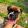 dog, boxer, pet, portrait, close_up, tongue, happy, playful, outdoor, backyard, grass, garden, wooden_deck, person, legs, tattoo, collar, brown_fur, black_muzzle, daylight