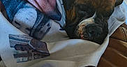 Kona is registered to the contest to win money with this photo: dog, sleeping, nap, blanket, bundled_up, couch, leather_couch, indoors, pet, wrinkled_face, short_muzzle, brown_dog, black_dog, relaxed, cozy, portrait, close_up, text, camera_metadata, home