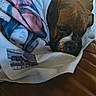 dog, sleeping, nap, blanket, bundled_up, couch, leather_couch, indoors, pet, wrinkled_face, short_muzzle, brown_dog, black_dog, relaxed, cozy, portrait, close_up, text, camera_metadata, home