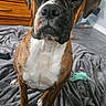 Kona joined the competition — help win amazing prizes! dog, boxer, pet, animal, portrait, close_up, sitting, indoors, bedroom, blanket, brown_fur, black_muzzle, white_chest, floppy_ears, looking_at_camera, serious_expression, wooden_dresser, home, floor, photography