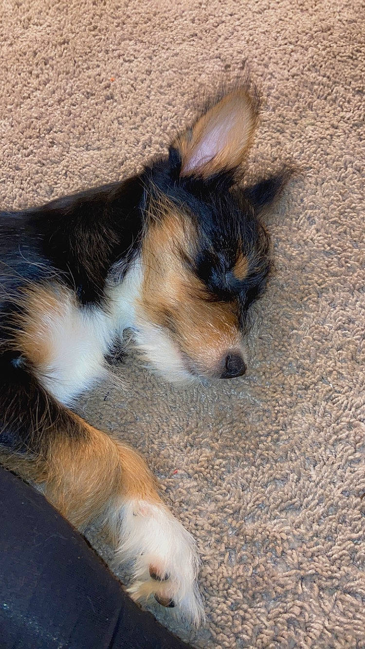 Adonis is registered to the contest to win money with this photo: canidae, carnivore, comfort, companion_dog, dog, dog_breed, fawn, foot, fur, herding_dog, paw, puppy, snout, sporting_group, tail, terrestrial_animal, whiskers, working_animal, working_dog