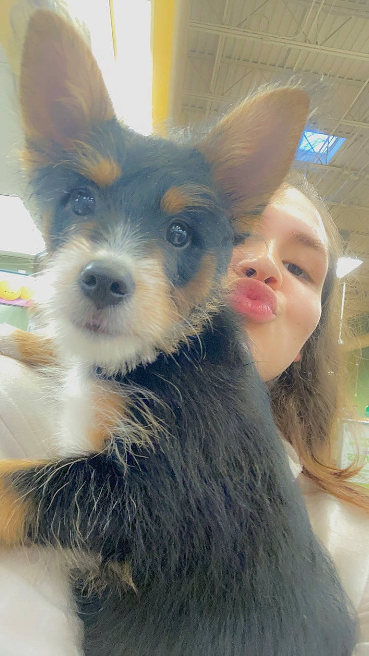 Adonis joined the competition — help win amazing prizes! canidae, carnivore, companion_dog, corgi_chihuahua, dog, dog_breed, dog_supply, ear, fawn, fur, happy, iris, non_sporting_group, nose, snout, sporting_group, toy_dog, whiskers, working_animal, working_dog