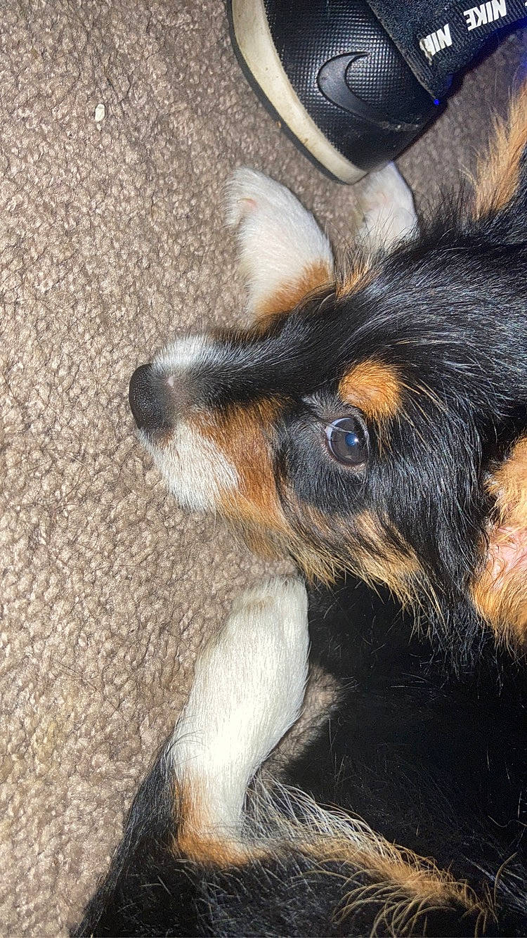 Adonis is registered to the contest to win money with this photo: canidae, carnivore, claw, companion_dog, dog, dog_breed, ear, foot, fur, paw, snout, sporting_group, terrestrial_animal, texas_heeler, whiskers, working_animal, working_dog