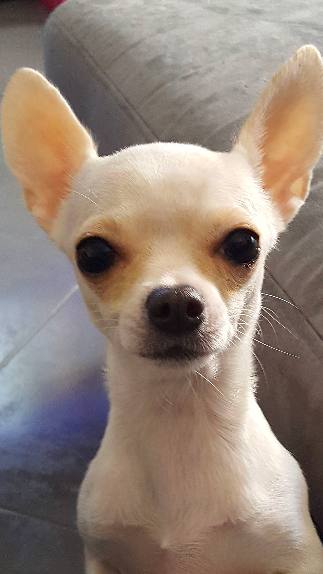 Blanca a rejoint le concours — aidez-le/la à gagner de superbes lots ! ancient_dog_breeds, canidae, carnivore, chihuahua, companion_dog, corgi_chihuahua, dog, dog_breed, ear, eye, fawn, head, mammal, nose, puppy, rare_breed_dog, snout, toy_dog, vertebrate, whiskers