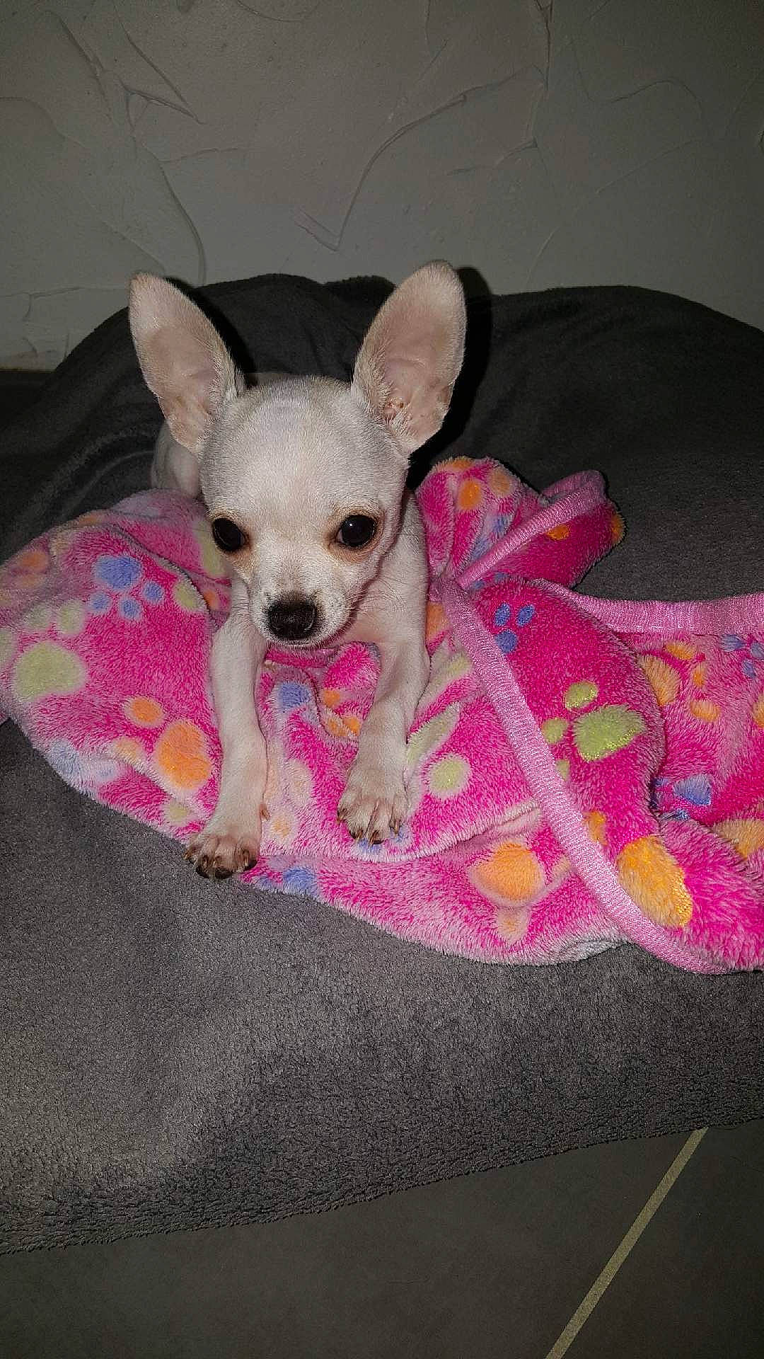 Blanca a rejoint le concours — aidez-le/la à gagner de superbes lots ! american_hairless_terrier, canidae, carnivore, chihuahua, companion_dog, dog, dog_breed, dog_clothes, fawn, mammal, non_sporting_group, pink, puppy, russkiy_toy, snout, toy_dog, vertebrate