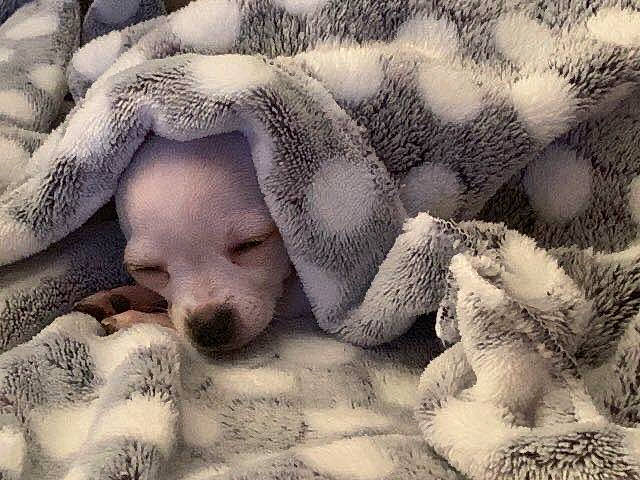 Blanca participe au concours pour gagner de l'argent avec cette photo : baby, bedtime, blanket, canidae, carnivore, child, companion_dog, dog, dog_breed, fur, nap, nose, paw, puppy, puppy_love, sleep, snout