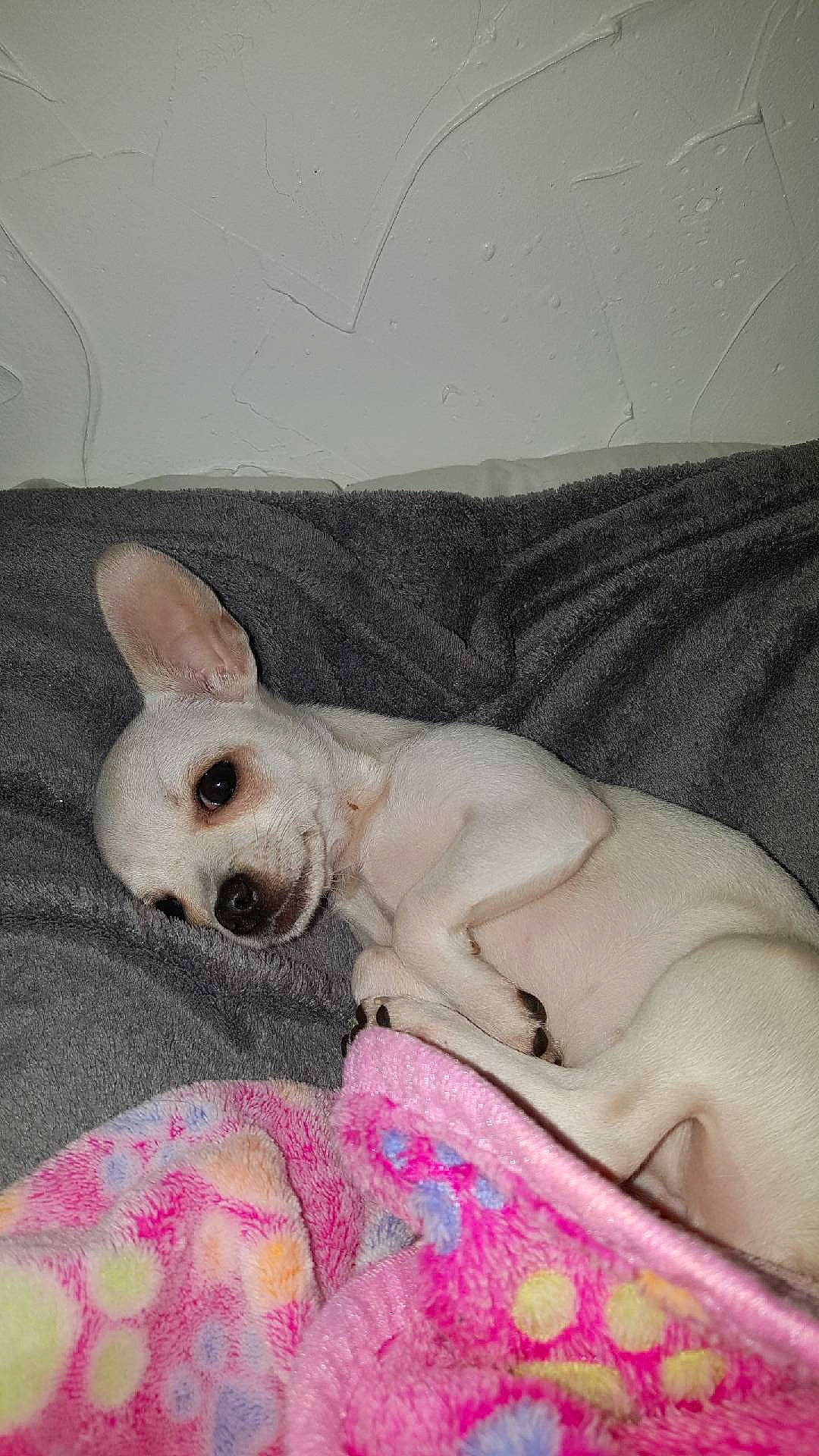 Blanca participe au concours pour gagner de l'argent avec cette photo : canidae, carnivore, chihuahua, companion_dog, dog, dog_breed, fawn, french_bulldog, mammal, non_sporting_group, puppy, puppy_love, skin, snout, sporting_group, toy_dog, vertebrate