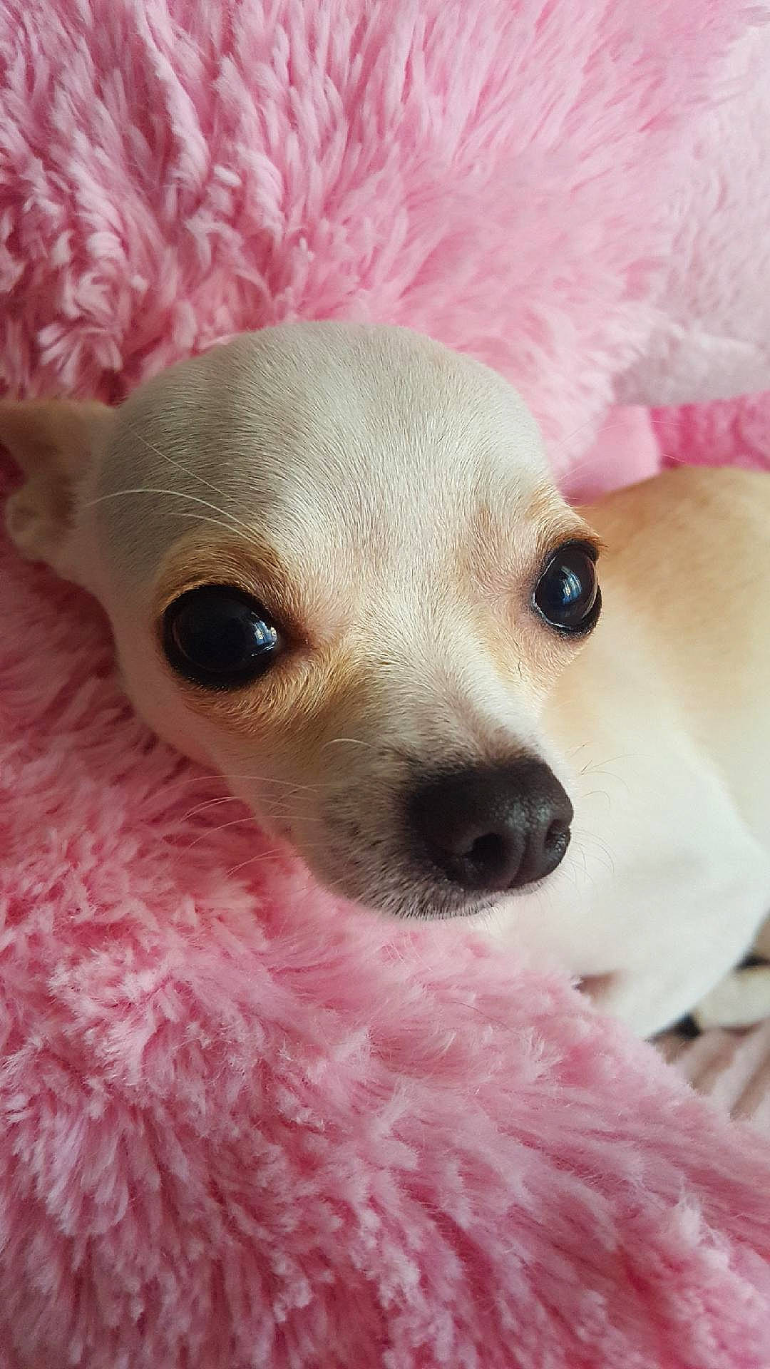 Blanca participe au concours pour gagner de l'argent avec cette photo : canidae, carnivore, chihuahua, close_up, companion_dog, dog, dog_breed, dog_clothes, ear, eye, head, mammal, nose, pink, puppy, skin, snout, toy_dog, vertebrate, whiskers